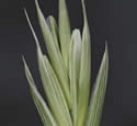 [close-up of spikelet, subsp. trachycaulus]