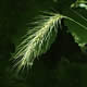 [photo of Silky Wild Rye]
