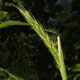 [photo of Virginia Wild Rye]