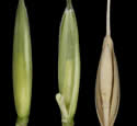 [photo of glumes, immature and mature florets]