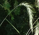 [photo of spikes]