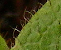 [photo of leaves]
