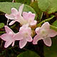[photo of Trailing Arbutus]