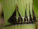[photo of stem sheath]