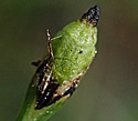 [photo of developing cone]