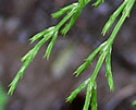 [photo of branches]