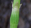 [photo of sheath]