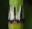 [photo of stem sheath]