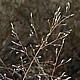 [photo of Sandbar Lovegrass]