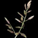 [photo of Little Lovegrass]