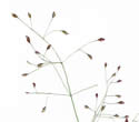 [scan of panicle]