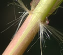 [photo of sheath and ligule]