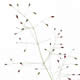 [photo of Sand Lovegrass]