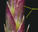 [close-up of spikelet]