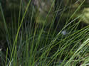 [photo of vegetative shoots]
