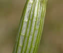 [photo of upper sheath]