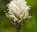 [photo of spike just past flowering]