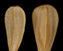 [photo of scales and achenes]