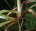 [photo of plant base]