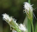 [photo of spikes coming into flower]