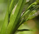 [photo of bracts]