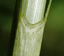 [photo of upper sheath]