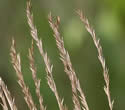 [photo of spike-like panicles]