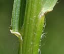 [photo of sheath, ligule and node]