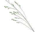 [scan of flowering panicle]