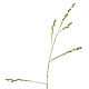 [photo of Nodding Fescue]