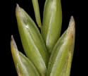 [close-up of spikelet]