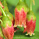 [photo of Black Huckleberry]
