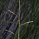 [photo of Northern Manna Grass]