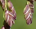 [photo of maturing spikelets with purple lemma]