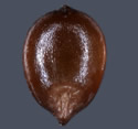 [photo of mature floret and grain]