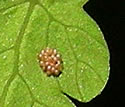 [close-up of pinnae]