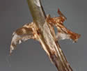 [photo of lower stipe]