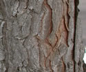 [photo of trunk]