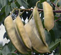 [photo of fruit]