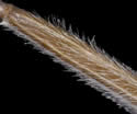 [photo of mature spikelet]