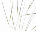 [scan of panicle]