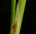 [photo of sheath, ligule and stem]
