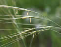 [close-up of flowering panicle branches]