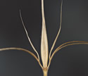 [close-up of mature spikelets]