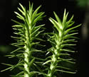 [photo of stem and leaves]
