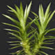 [photo of Rock Firmoss]