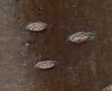 [photo of bark]