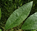 [photo of leaves]