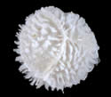 [photo of megaspores]
