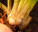 [photo of plant base]